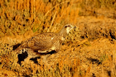 Greater sage grouse live on sagebrush leaves , 99 percent of their diet, during winter months. Sage grouse lack muscular gizzards and cannot digest hard foods that require a gizzard to grind, like mo photo