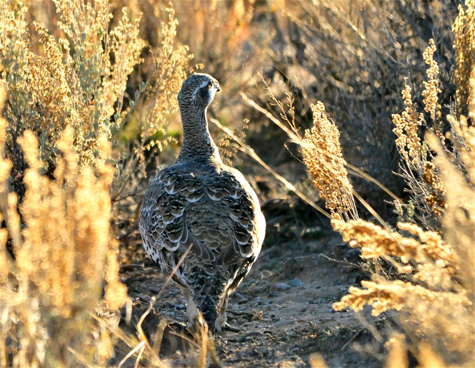Greater sage grouse live on sagebrush leaves , 99 percent of their diet, during winter months.  Sage grouse lack muscular gizzards and cannot digest hard foods that require a gizzard to grind, like mo