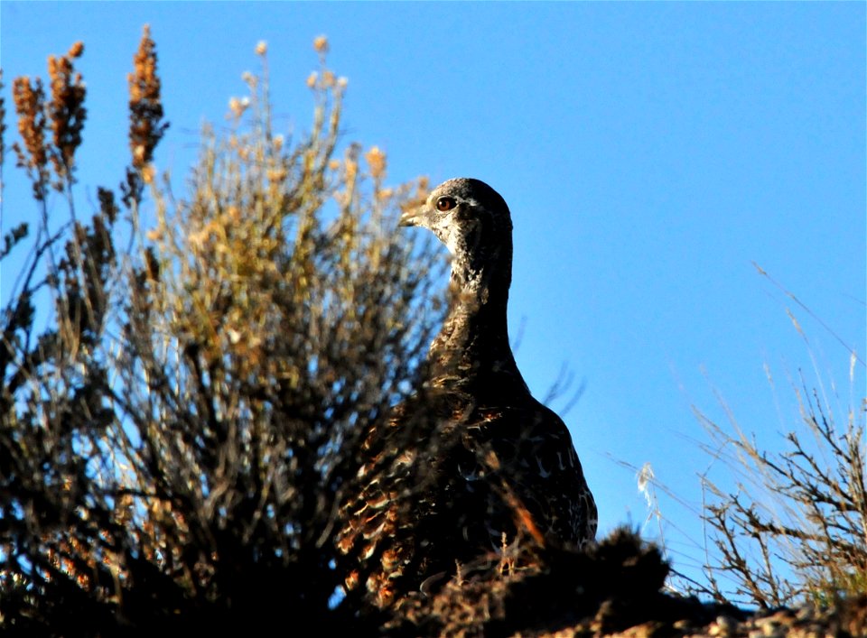 Greater sage grouse live on sagebrush leaves , 99 percent of their diet, during winter months.  Sage grouse lack muscular gizzards and cannot digest hard foods that require a gizzard to grind, like mo