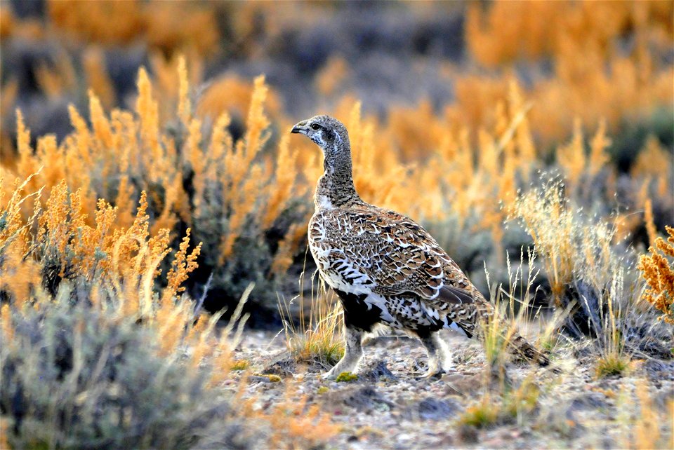 Greater sage grouse live on sagebrush leaves , 99 percent of their diet, during winter months.  Sage grouse lack muscular gizzards and cannot digest hard foods that require a gizzard to grind, like mo