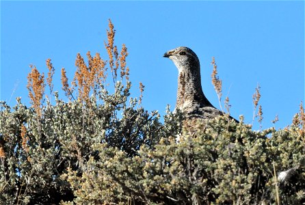 Greater sage grouse live on sagebrush leaves , 99 percent of their diet, during winter months.  Sage grouse lack muscular gizzards and cannot digest hard foods that require a gizzard to grind, like mo
