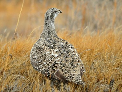 Photo: Tom Koerner/USFWS