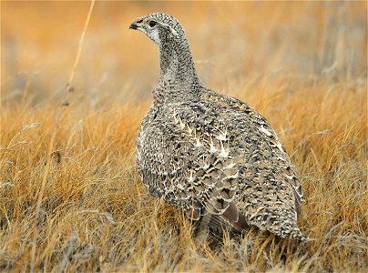 Photo: Tom Koerner/USFWS