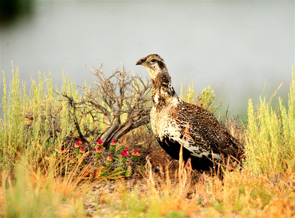 A greater sage-grouse on Seedskadee National Wildlife Refuge in Southwest Wyoming.  Greater sage-grouse utilize the wet meadows on Seedskadee NWR during the summer and into early fall. This male is wa