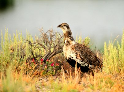 A greater sage-grouse on Seedskadee National Wildlife Refuge in Southwest Wyoming.  Greater sage-grouse utilize the wet meadows on Seedskadee NWR during the summer and into early fall. This male is wa
