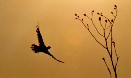 Photo: Tom Koerner/USFWS