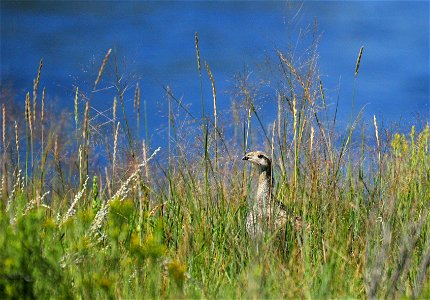Photo: Tom Koerner/USFWS