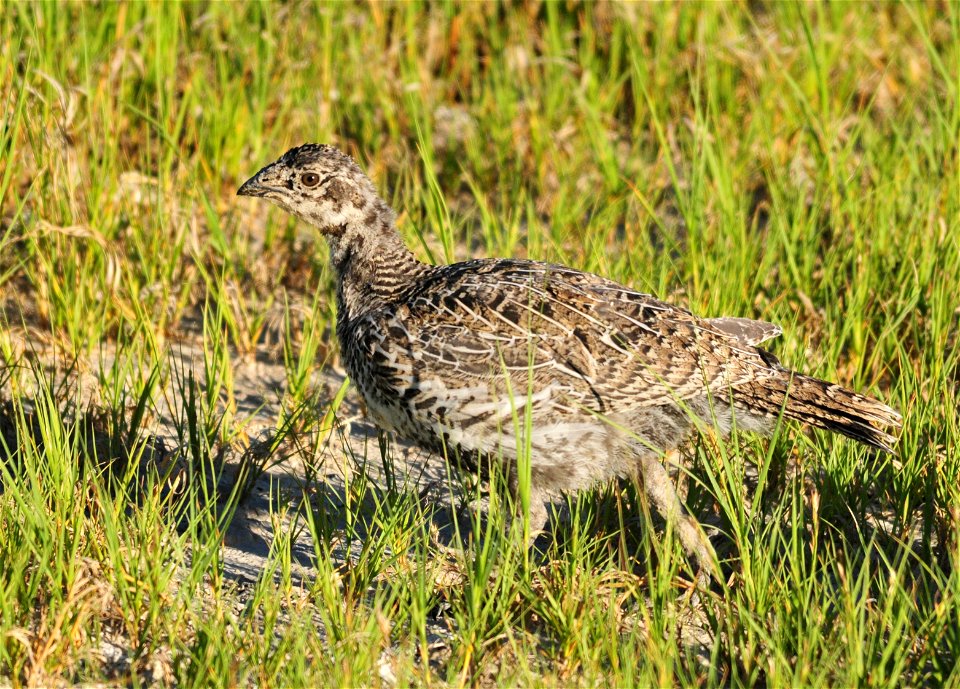Photo: Tom Koerner/USFWS