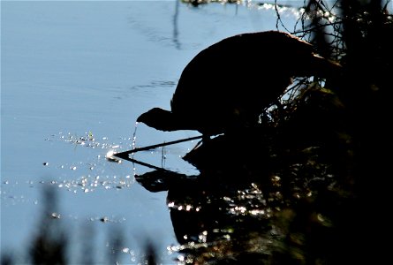 A greater sage-grouse drinking from a wetland on Seedskadee NWR. Photo: Tom Koerner/USFWS photo