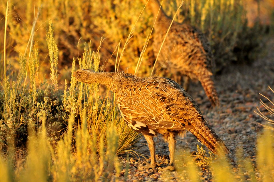 This group of greater sage-grouse was selectively picking the flowerheads off of Wyoming big sagebrush as they fed their way to a night roost. Photo: Tom Koerner/USFWS photo