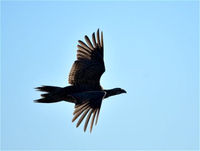 Photo: Tom Koerner/USFWS