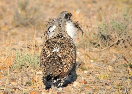 A male greater sage-grouse in Wyoming big sagebrush on Seedskadee National Wildlife Refuge in Southwest Wyoming. Photo: Tom Koerner/USFWS