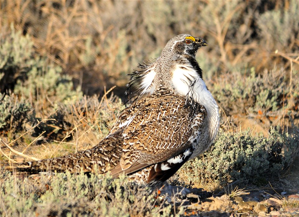 A male greater sage-grouse in Wyoming big sagebrush on Seedskadee National Wildlife Refuge in Southwest Wyoming. Photo: Tom Koerner/USFWS