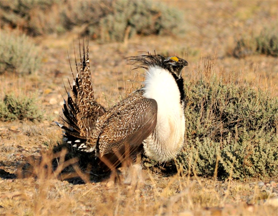 A male greater sage-grouse in Wyoming big sagebrush on Seedskadee National Wildlife Refuge in Southwest Wyoming. Photo: Tom Koerner/USFWS