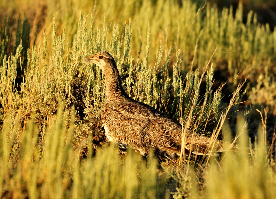 Photo: Tom Koerner/USFWS