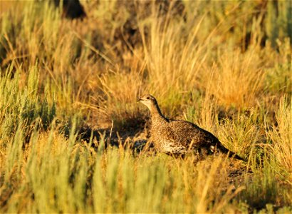Photo: Tom Koerner/USFWS