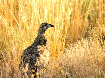 Photo: Tom Koerner/USFWS
