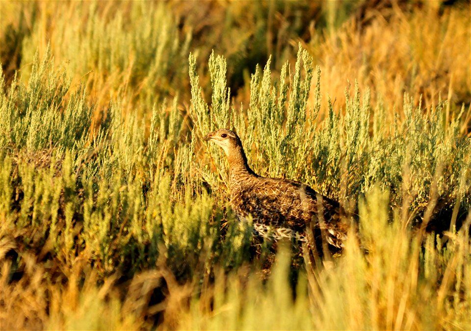 Photo: Tom Koerner/USFWS