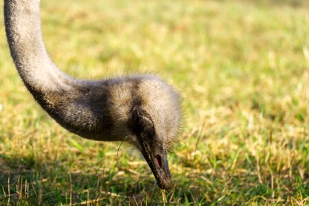 Bill flightless bird close up