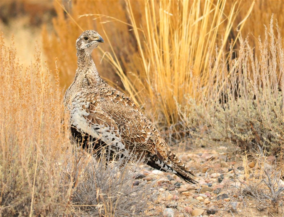 Photo: Tom Koerner/U.S. Fish and Wildlife Service