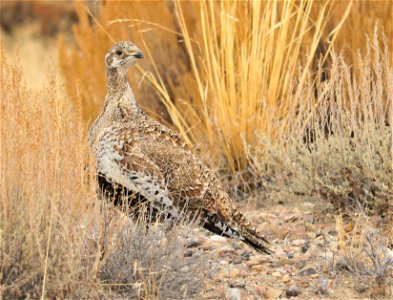 Photo: Tom Koerner/U.S. Fish and Wildlife Service