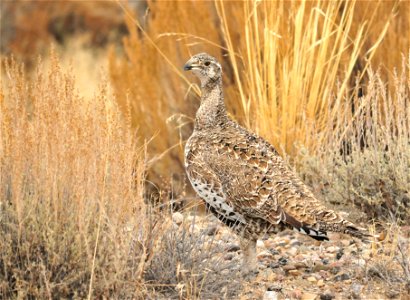 Photo: Tom Koerner/U.S. Fish and Wildlife Service
