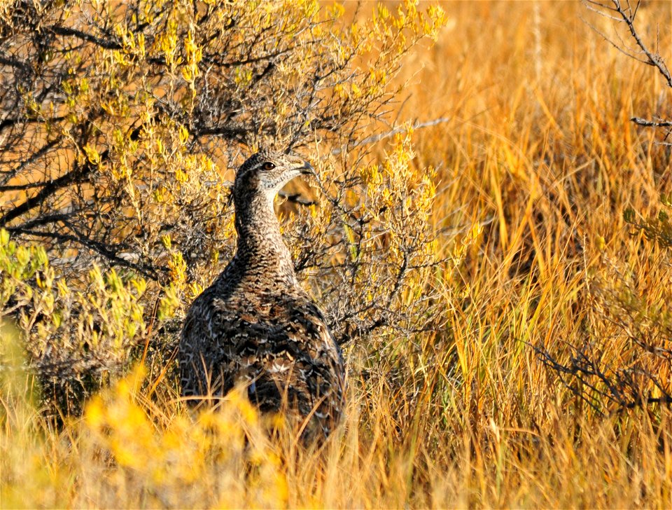 Photo: Tom Koerner/USFWS