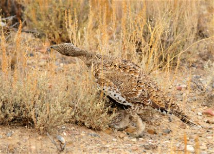 A greater sage-grouse feeds on the seeds of Wyoming big sagebrush on Seedskadee National Wildlife Refuge in SW Wyoming.  Photo: Tom Koerner/USFWS