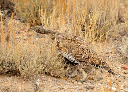 A greater sage-grouse feeds on the seeds of Wyoming big sagebrush on Seedskadee National Wildlife Refuge in SW Wyoming. Photo: Tom Koerner/USFWS photo