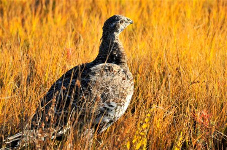 Photo: Tom Koerner/USFWS