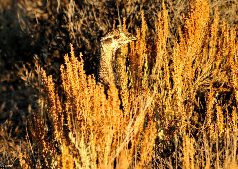 A greater sage-grouse surrounded by Wyoming big sagebrush on Seedskadee NWR in SW Wyoming.  Photo: Tom Koerner/USFWS