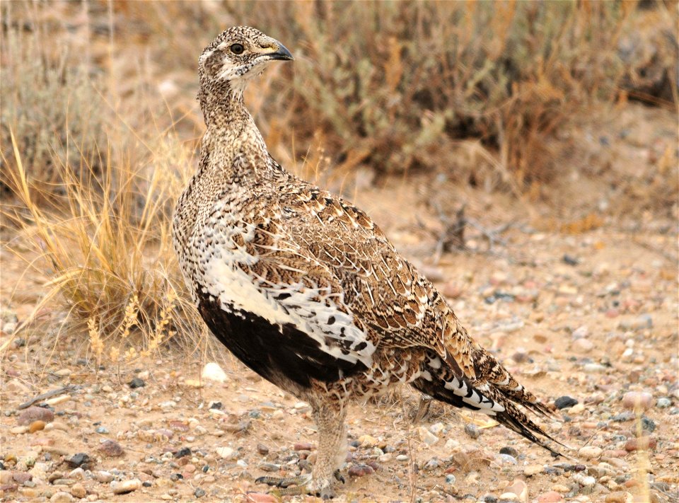 Photo: Tom Koerner/USFWS
