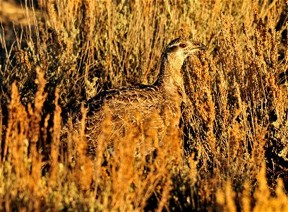 A greater sage-grouse surrounded by Wyoming big sagebrush on Seedskadee NWR in SW Wyoming. Photo: Tom Koerner/USFWS photo