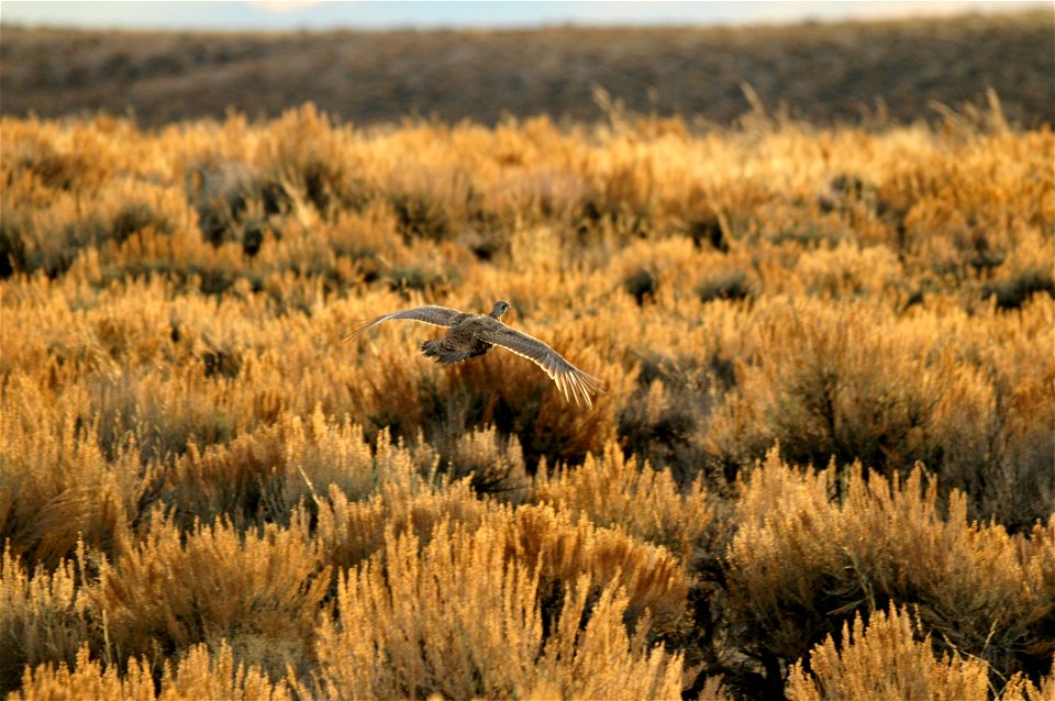 Photo:  Tom Koerner/USFWS