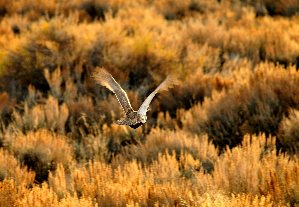 Photo:  Tom Koerner/USFWS