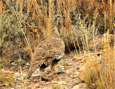 Photo: Tom Koerner/USFWS