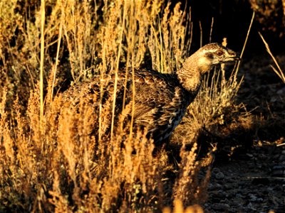 Photo: Tom Koerner/USFWS