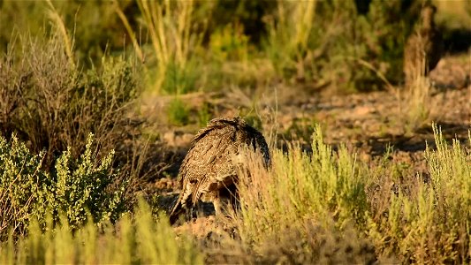 This greater sage-grouse hen with some of her chicks in background were spotted along the auto tour route on Seedskadee NWR.  They were feeding on Wyoming big sagebrush leaves and other green vegetati