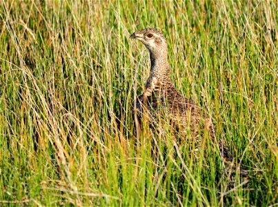 Photo: Tom Koerner/USFWS