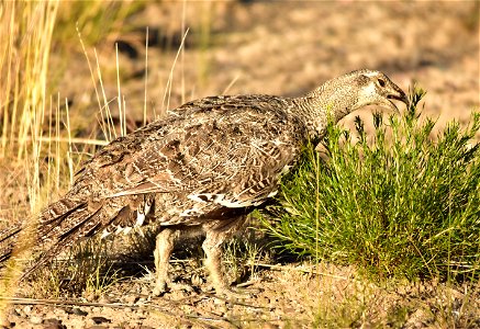 Rabbitbrush is used by more than rabbits.  This greater sage-grouse was eating the leaves from yellow rabbitbrush (Chrysothamnus viscidiflorus) on Seedskadee NWR along the auto tour route.  It is also