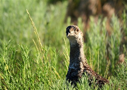 Photo: Tom Koerner/USFWS