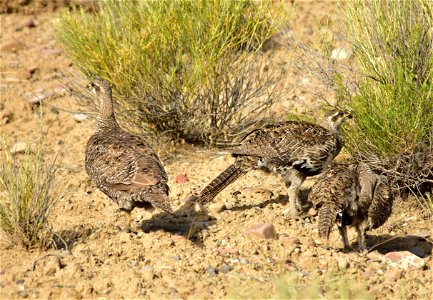 A greater sage-grouse hen leads her chicks to a wet meadow in the morning. Along the way, they feed on insects and green leaves from a number of plant species. Photo: Tom Koerner/USFWS photo