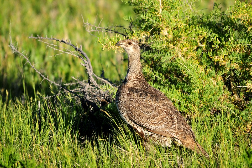 Photo: Tom Koerner/USFWS