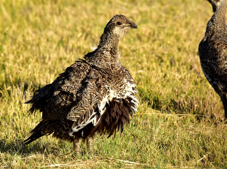 Wonder what got this greater sage-grouse so ruffled?  Photo: Tom Koerner/USFWS