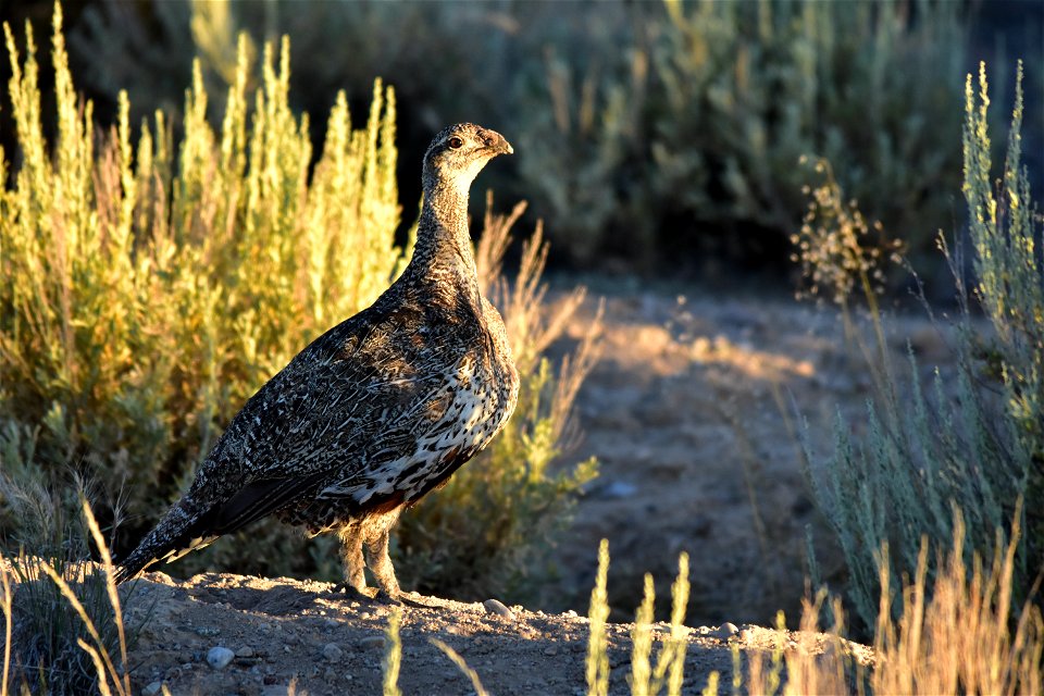 Photo: Tom Koerner/USFWS