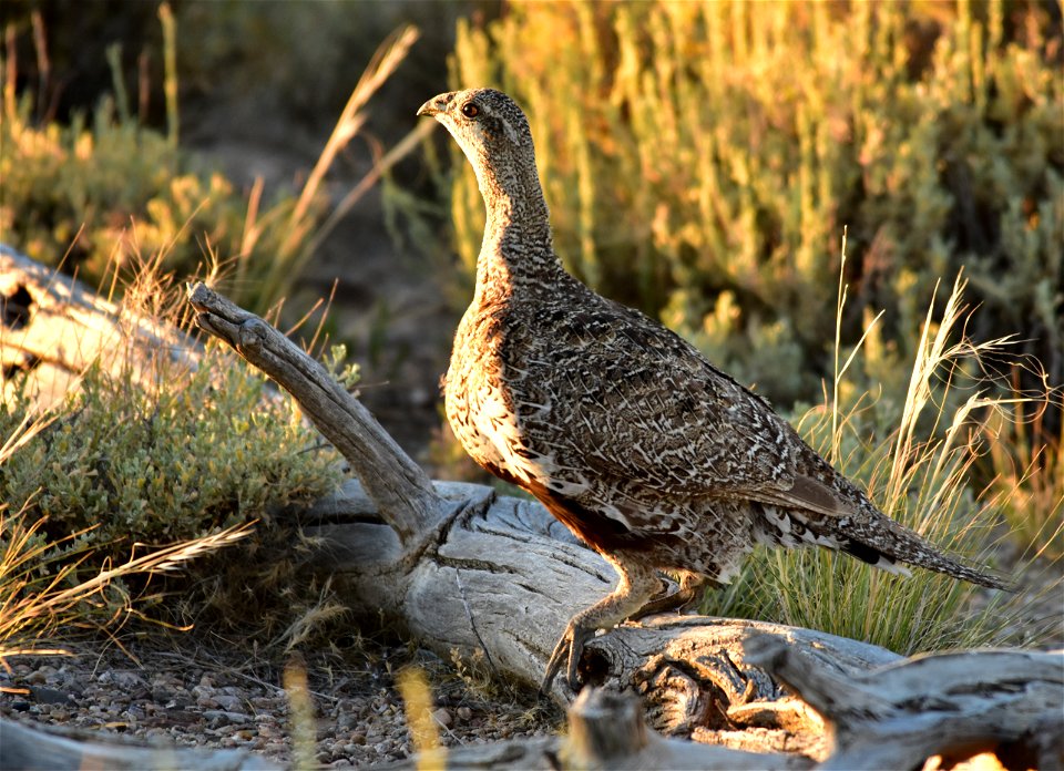 Photo: Tom Koerner/USFWS