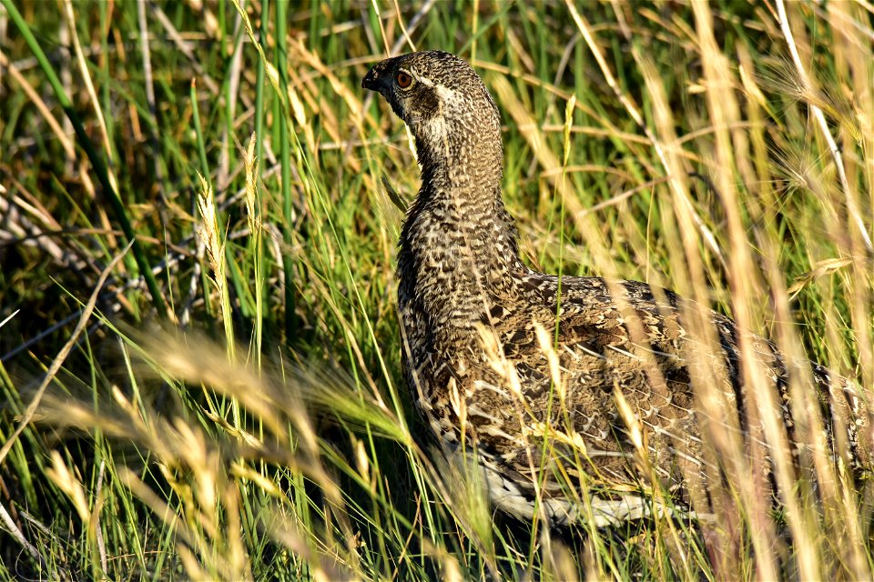 A greater sage-grouse hen feeds in a wet meadow on Seedskadee NWR. Photo: Tom Koerner/USFWS