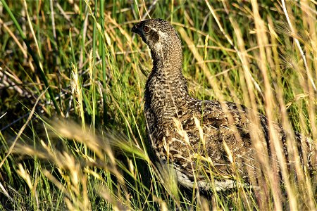 A greater sage-grouse hen feeds in a wet meadow on Seedskadee NWR. Photo: Tom Koerner/USFWS