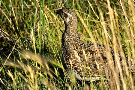 A greater sage-grouse hen feeds in a wet meadow on Seedskadee NWR. Photo: Tom Koerner/USFWS photo