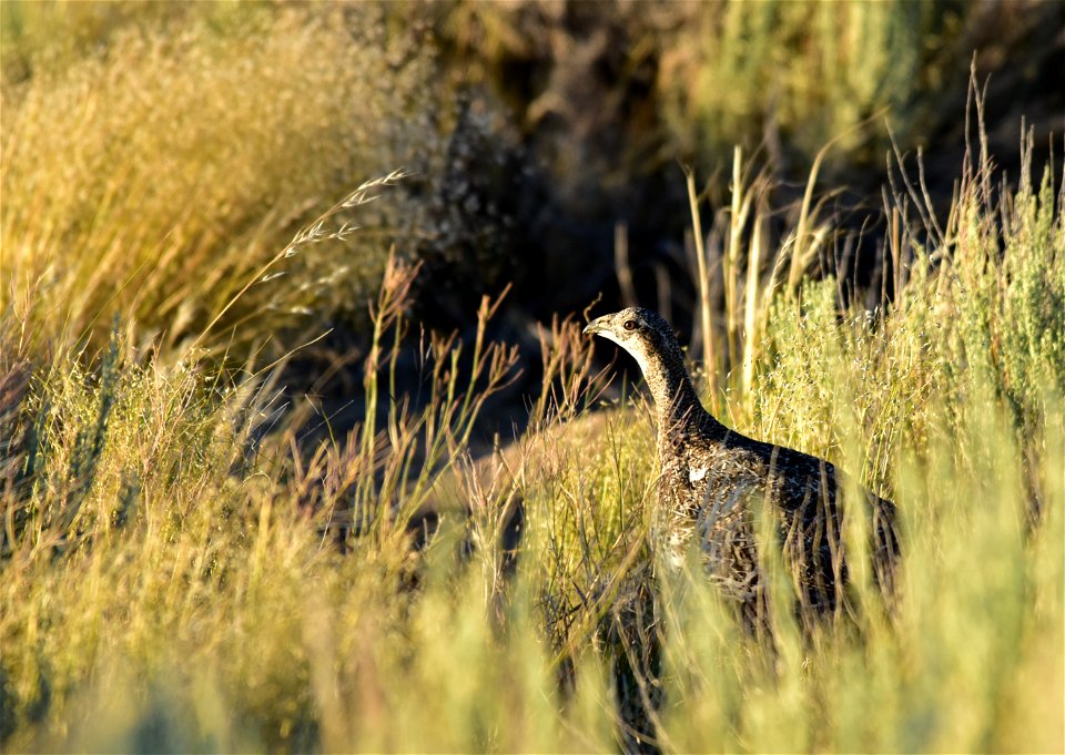 Photo: Tom Koerner/USFWS
